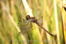Common Darter Dragonfly